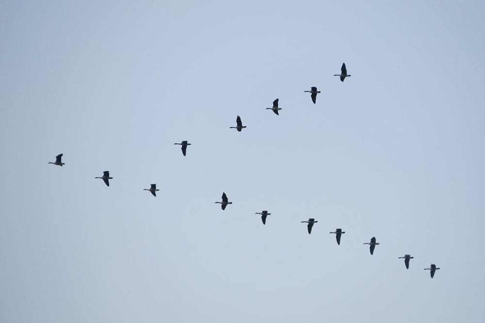چیدمان پرندگان در حال پرواز در آسمان که با یک لنز واید عکاسی شده است.