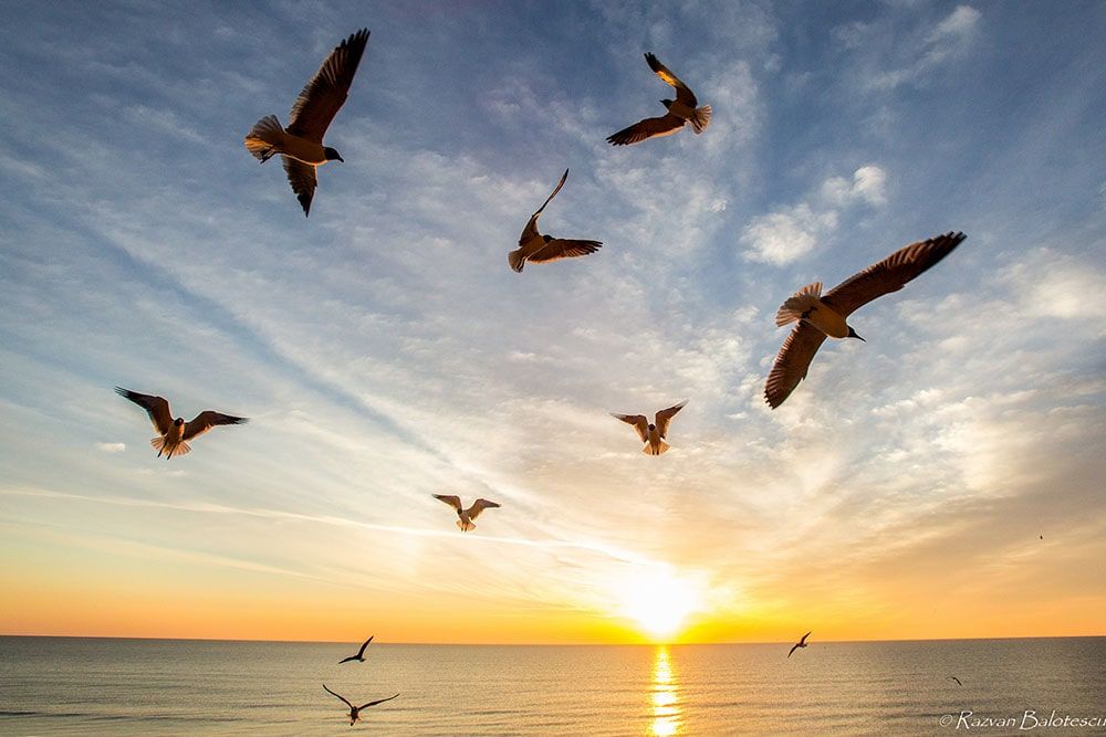 عکاسی از پرندگان در حال پرواز