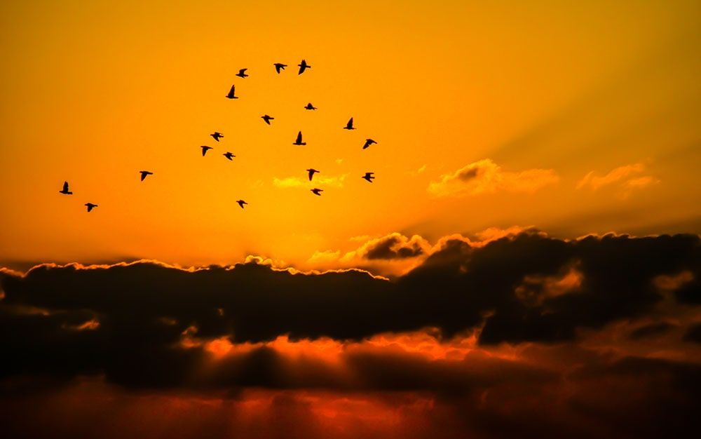 عکاسی ضدنور از پرندگان