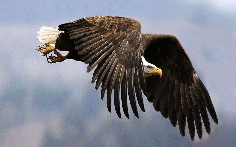 عقاب بزرگی که در آسمان در حال پرواز عکاسی شده است.