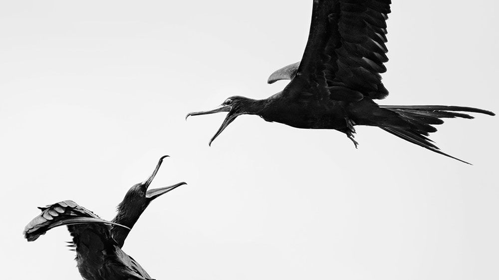 عکاسی سیاه و سفید پرندگان در آسمان